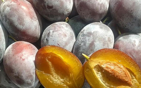 8-013-020　山口さんちのプルーン 2～3種詰合わせ 2kg【10月～発送】