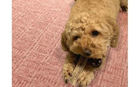 7-012-045　鹿の角・愛犬デンタルおもちゃ（大）