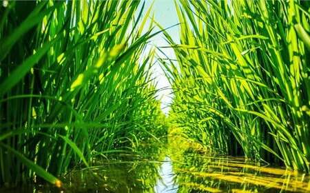 7-013-017 新米・増毛町産米えみまる 5kg(10月~発送)【成澤ライスファーム】