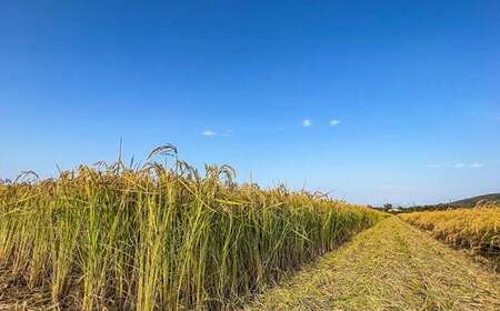 7-013-017 新米・増毛町産米えみまる 5kg(10月~発送)【成澤ライスファーム】