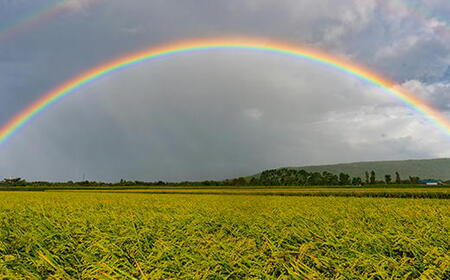 7-014-023　新米・増毛町産米ななつぼし 5kg（10月～発送）【成澤ライスファーム】