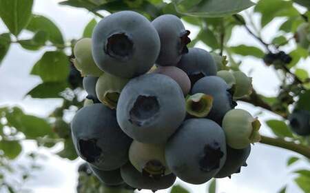 8-014-014　秋香園 大玉ブルーベリー 1kg【7月下旬～発送】