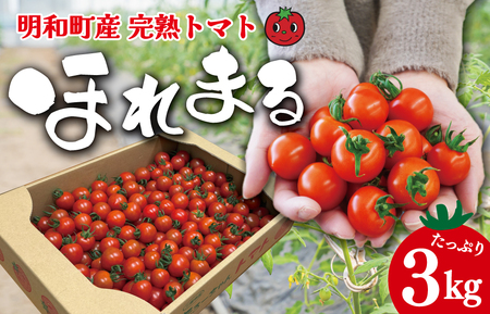 明和町産 完熟 トマト ほれまる 3kg ミニトマト 朝採り 新鮮 生鮮 野菜 あっさり