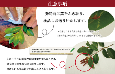 神棚用 榊 1対（2束）約25cm 神棚 さかき お供え 生花 本榊 サカキ 仏