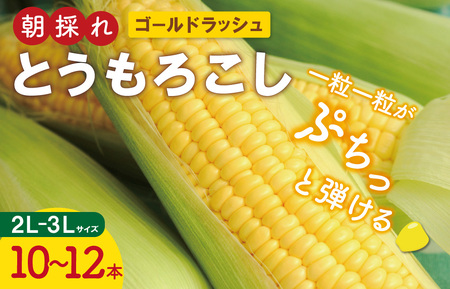 明和町産 朝採れ とうもろこし ゴールドラッシュ 10本～12本 BBQ 人気 トウモロコシ 生 野菜 新鮮 採れたて 産地直送 朝どれ 甘い 期間限定 国産 旬 夏野菜 きたむら