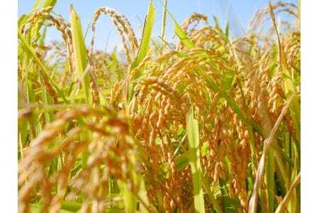 令和7年産 特選米 コシヒカリ 15kg お米 MK6