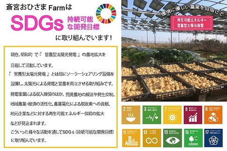 菊芋堀り 体験 (10kgまでお持ち帰りいただけます) 芋ほり 芋掘り お持ち帰り お土産 みやげ 粉末 パウダー イヌリン 国産 糖質 有機 血糖値 体型 血圧 いも 菊芋茶 菊芋チップス SDGs エコ サスティナブル 健康 話題 農薬不使用 食物繊