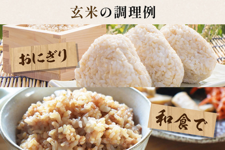 こしひかり 玄米 10kg 真空パック（5kg×2P) A17-013