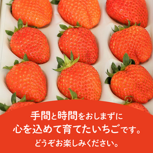 2026年1月～3月発送】三重県玉城産 いちご 「かおりの」 12粒入り
