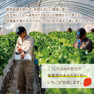【2026年1月～3月発送】三重県玉城産 いちご 「章姫」12粒入り