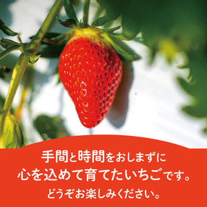【2026年1月～3月発送】三重県玉城産 いちご 「章姫」12粒入り