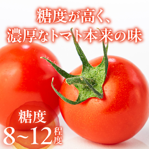 HOLY TOMATO[ ミニトマト トマト 1kg 糖度 8～12 ギフト 贈り物 yuseifarm 株式会社佑成産業 三重県 玉城町]