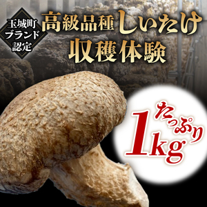 きのこ狩り　(収穫体験チケット3名分)収穫量1kg