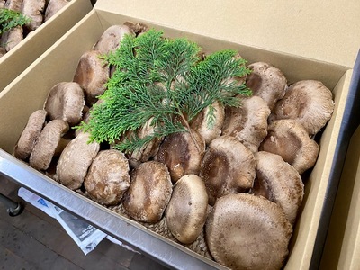 国内産菌床しいたけ[しいたけ きのこ 山菜 生しいたけ 国内産 菌床 肉厚 1.2kg～1.4kg 三重県 玉城町 (有)MCD 松ちゃん堂]