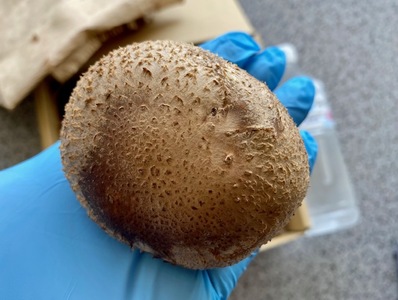 国内産菌床しいたけ[しいたけ きのこ 山菜 生しいたけ 国内産 菌床 肉厚 1.2kg～1.4kg 三重県 玉城町 (有)MCD 松ちゃん堂]