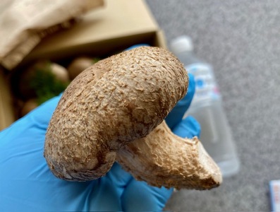 国内産菌床しいたけ[しいたけ きのこ 山菜 生しいたけ 国内産 菌床 肉厚 1.2kg～1.4kg 三重県 玉城町 (有)MCD 松ちゃん堂]