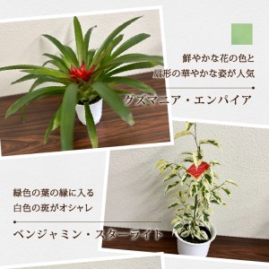 観葉植物3種プラ鉢セット