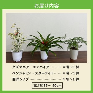 観葉植物3種プラ鉢セット