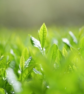 MINOgreentea リーフ茶 セット ／ 煎茶 玄米茶 ほうじ茶 無農薬 オーガニック 有機 お茶 三重県 度会町