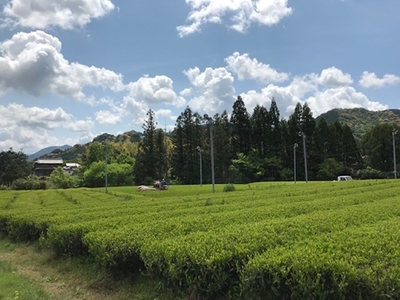 MINOgreentea リーフ茶 セット ／ 煎茶 玄米茶 ほうじ茶 無農薬 オーガニック 有機 お茶 三重県 度会町