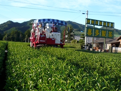 花粉対策に！ 伊勢べにふうき 粉末茶 200g ／ 喜多製茶 日本茶 お茶 かぶせ茶 粉末 べにふうき 国産 度会町 伊勢志摩