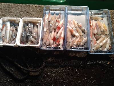 太幸丸 遊漁船乗船券 乗り合い 1回分 イカメタル・バチコン （半夜便） ／ チケット 釣り フィッシング アウトドア 水洗トイレ 生簀 氷サービス有り レンタルタックル有り 三重県 大紀町