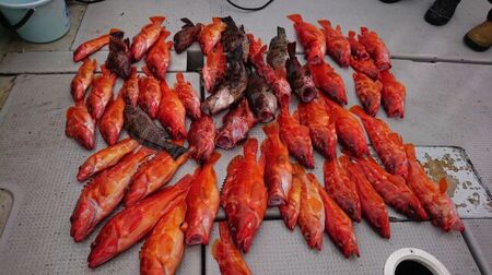 喜盛丸　遊漁船乗船券　乗り合い　1回分／錦の海　釣り　ルアーフィッシング　アウトドア　三重県　大紀町