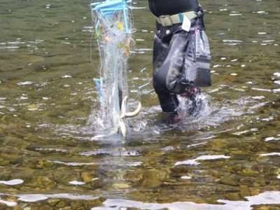 鮎　遊漁券　年券　3種／大内山川漁業協同組合　釣り　ひっかけ　こたか　川釣り　アウトドア　大紀ブランド　三重県　大紀町