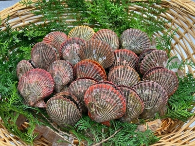 ヒオウギ貝10個入（加熱用）【GWGG693】