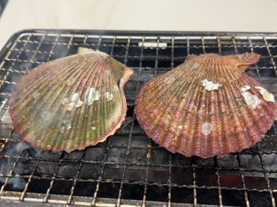 ヒオウギ貝10個入（加熱用）【GWGG693】