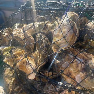 冷蔵 牡蠣 28個 空コース 加熱用 ［SLFM_005］