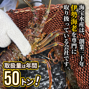 伊勢海老 800g 冷凍 ハーフカット 伊勢海老