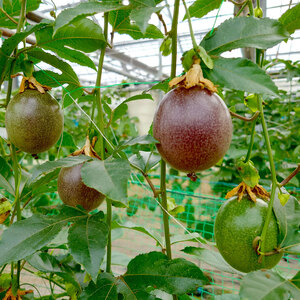 【2026年発送分 先行受付】 パッションフルーツ 約2kg 【 土実樹農園 】