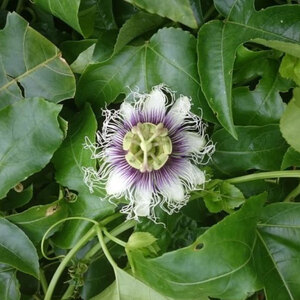 【2026年発送分 先行受付】 パッションフルーツ 約2kg 【 土実樹農園 】