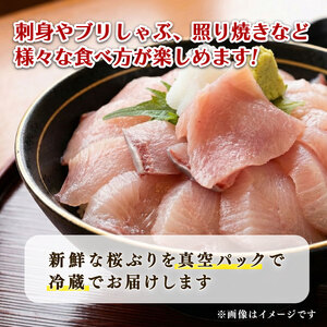 【ぶり】 ぶり切り身 1kg 【2026年4月発送】