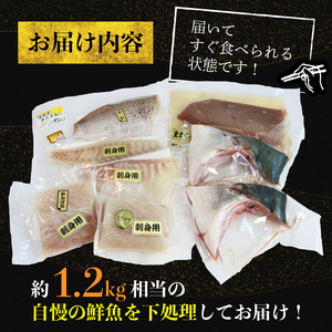 【4月発送】 訳あり 海鮮 ボックス 1.2kg 魚介 魚介類 まぐろ 鯛 かんぱち シマアジ ひらまさ 詰め合わせ