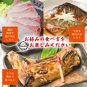 【4月発送】 訳あり 海鮮 ボックス 1.2kg 魚介 魚介類 まぐろ 鯛 かんぱち シマアジ ひらまさ 詰め合わせ
