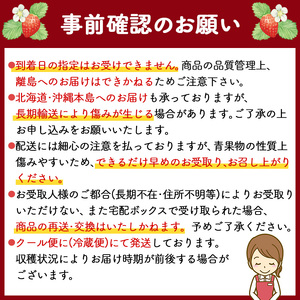 【2026年2月から順次発送】 苺 かおり野 500g 250g×2パック 苺
