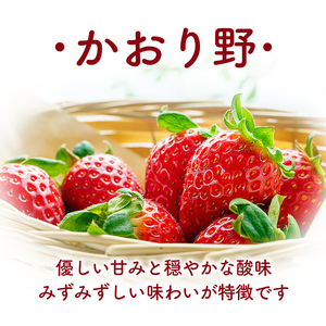 【2月以降発送】 大粒いちご 250g×2P 大粒6～8個 DXパック かおり野