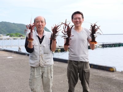 活き 伊勢海老 Ａコース 1尾 約250～300g 山金商店 地物 伊勢 伊勢えび 高級 鮮魚 焼き物 汁物 海鮮 特産 海の幸 魚介 イセエビ 海老 えび 三重県 南伊勢町 伊勢志摩産 伊勢志摩