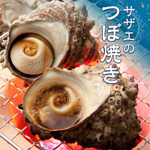 活きサザエ Bコース 2kg（16～24ヶ入り）山金商店 サザエ