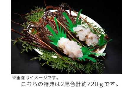 冷凍 伊勢志摩産 活〆伊勢海老2尾姿造り 冷凍 生食用 L 伊勢えび イセエビ 海の幸 三重県 三重県南伊勢町 ふるさと納税サイト ふるなび