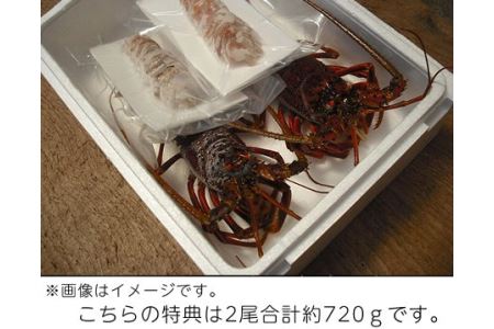 冷凍 伊勢志摩産 活〆伊勢海老2尾姿造り 冷凍 生食用 L 伊勢えび イセエビ 海の幸 三重県 三重県南伊勢町 ふるさと納税サイト ふるなび