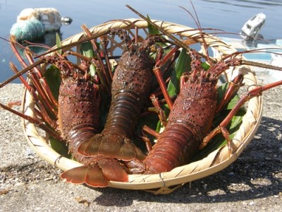 地物 活き伊勢海老大漁コース 10～12尾（約2800～3000g） 山庄水産／伊勢えび 伊勢志摩 | 三重県南伊勢町 | ふるさと納税 サイト「ふるなび」