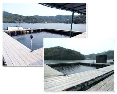 釣り チケット 7名 貸し切り お土産 付き 城水産 釣堀 釣り堀 魚釣り つり フィッシング 筏釣り 観光 旅行 アクティビティ 家族 子供 子ども 利用券 体験 鯛 たい 魚 魚介 海鮮 海産物 海 刺し身 三重 南伊勢 伊勢志摩