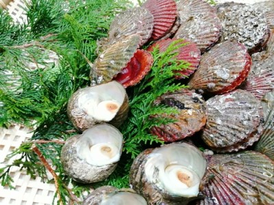 (冷蔵)伊勢志摩産 お手軽 海鮮セット/ヒオウギガイ アッパ貝 さざえ バーベキュー 三重県 南伊勢