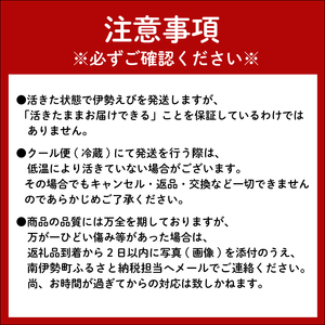 活き 伊勢海老 特大 1尾 約600～800g 伊勢海老