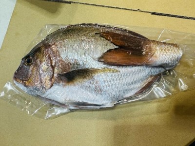 （冷蔵）伊勢志摩産　朝どれ　新鮮　真鯛　１匹／城水産　熟成　鯛　たい　おいしい魚