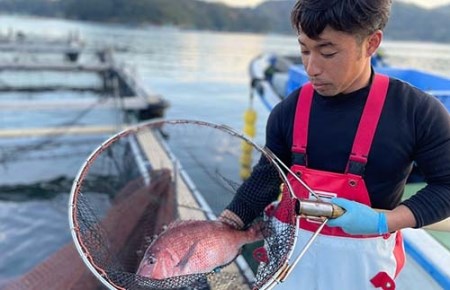 冷蔵 ジュワっととろける！甘みあるブランド真鯛【3枚おろし ｽｷﾝﾚｽ】 / 鯛刺身