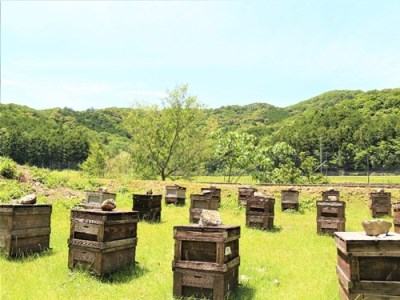 国産　はちみつ　百花　アカシア　そば　300gワンタッチボトル×3本セット　計900g／長谷川養蜂　希少　蜂蜜　三重県　南伊勢町　伊勢志摩